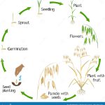 CICLO DEL CULTIVO DE AVENA